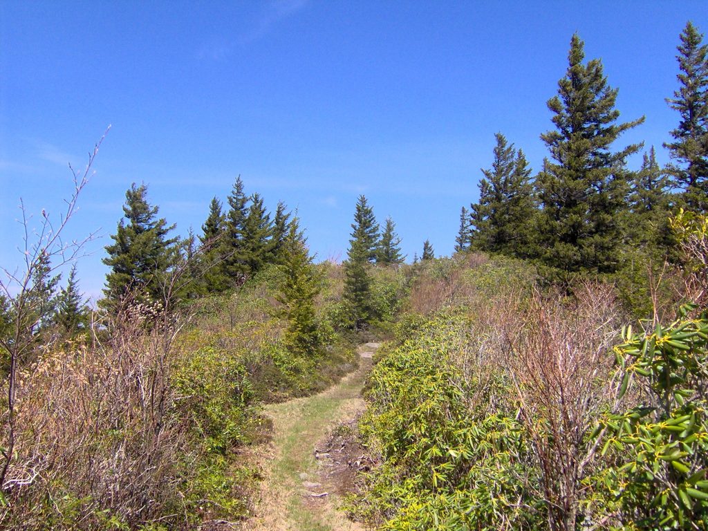 Maddron Bald Trail, Great Smoky Mountains National Park