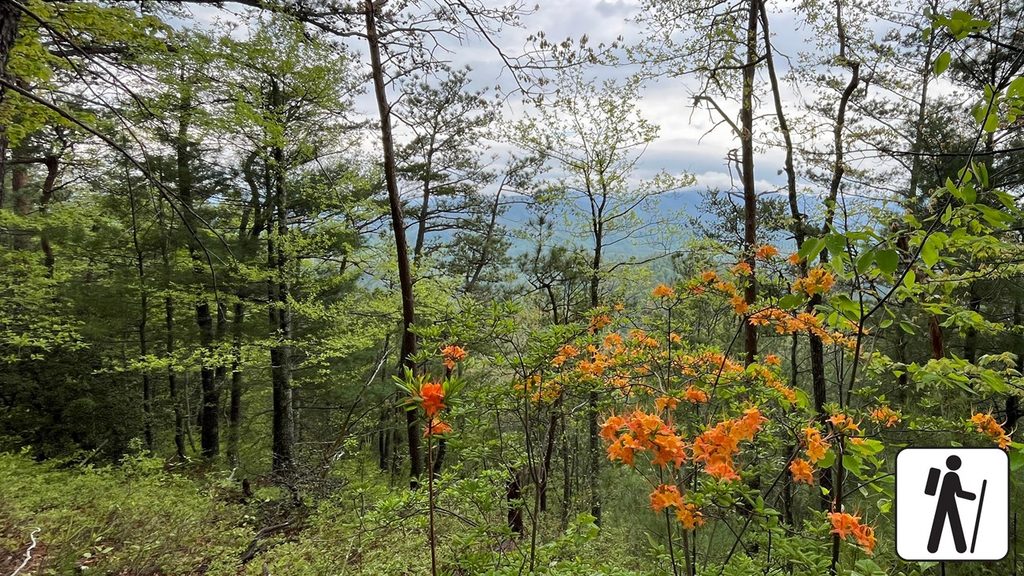 Chestnut Top Trail, Great Smoky Mountains National Park