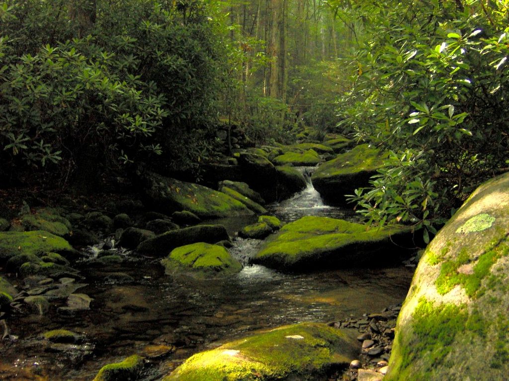 Jakes Creek Trail, Great Smoky Mountains National Park