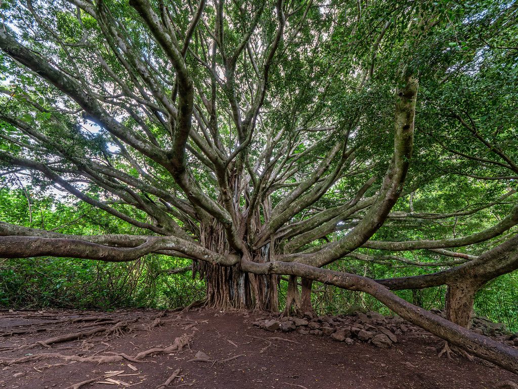 Pipiwai Trail, Haleakalā National Park