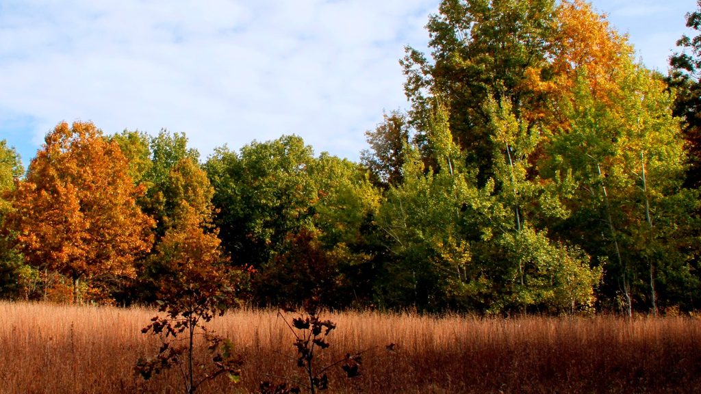 Glenwood Dunes Trail, Indiana Dunes National Park