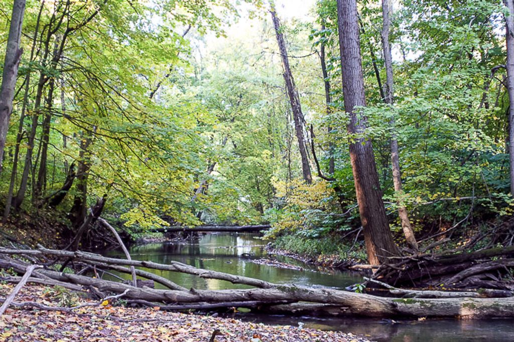 Heron Rookery Trail, Indiana Dunes National Park