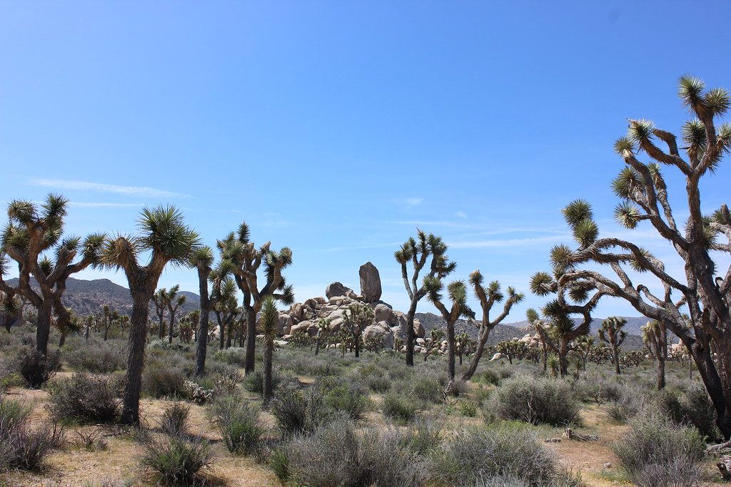 Ryan Ranch Trail, Joshua Tree National Park