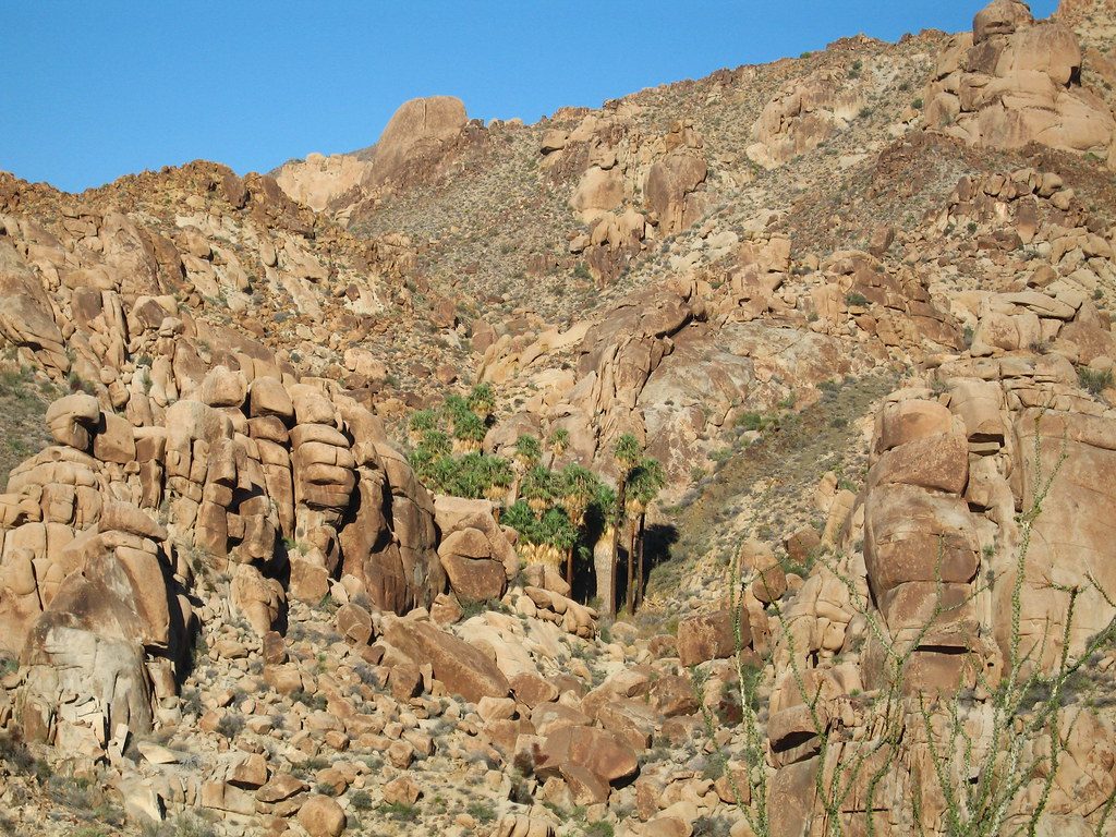 Lost Palms Oasis Trail, Joshua Tree National Park