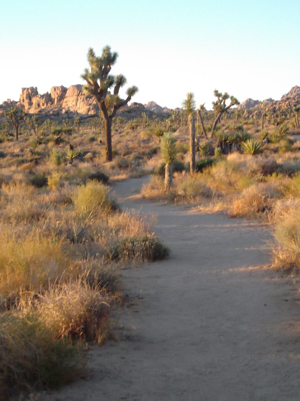 Boy Scout Trail, Joshua Tree National Park