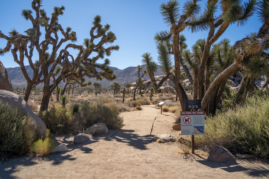 Cap Rock Trail, Joshua Tree National Park