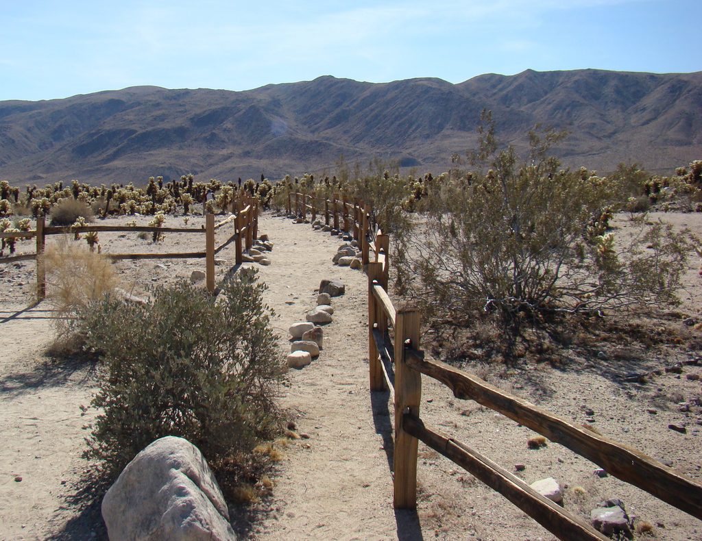 Cholla Cactus Garden Nature Trail, Joshua Tree National Park