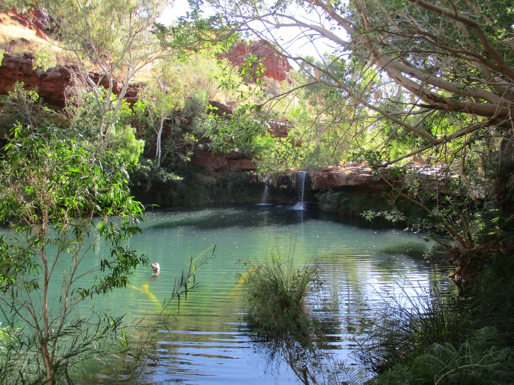 Fern Pool, Karijini National Park