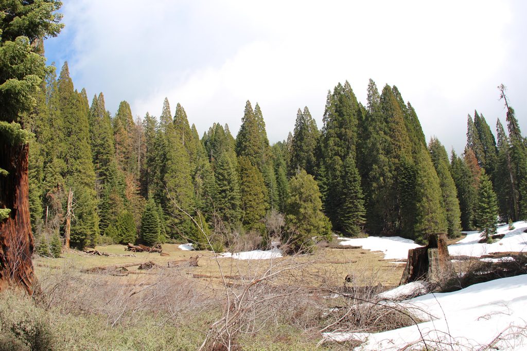 Big Stump Loop Trail, Kings Canyon National Park