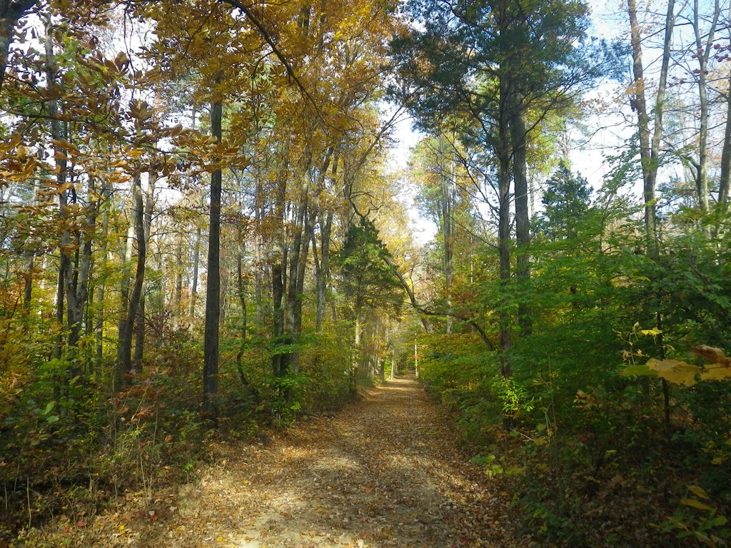 Sal Hollow Trail, Mammoth Cave National Park
