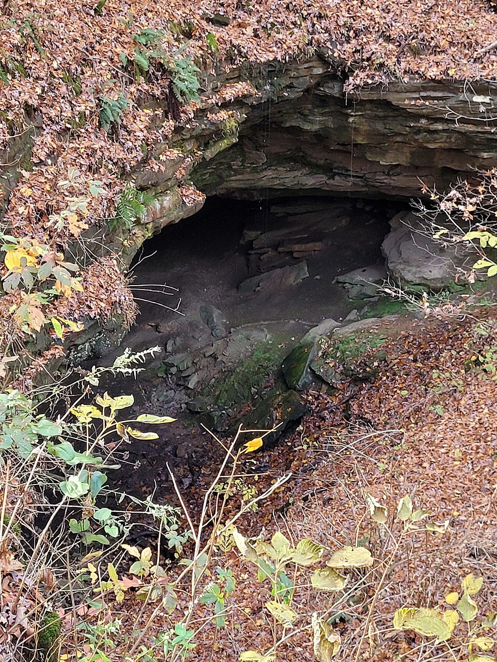 Sand Cave Trail, Mammoth Cave National Park