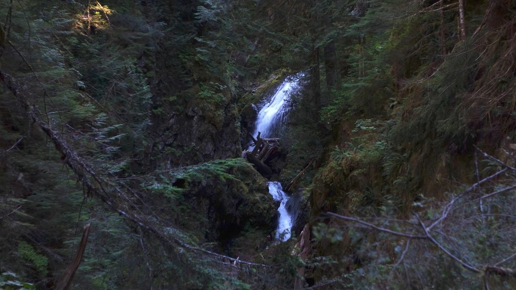 Carbon River Road Trail to Ipsut Falls, Mount Rainier National Park