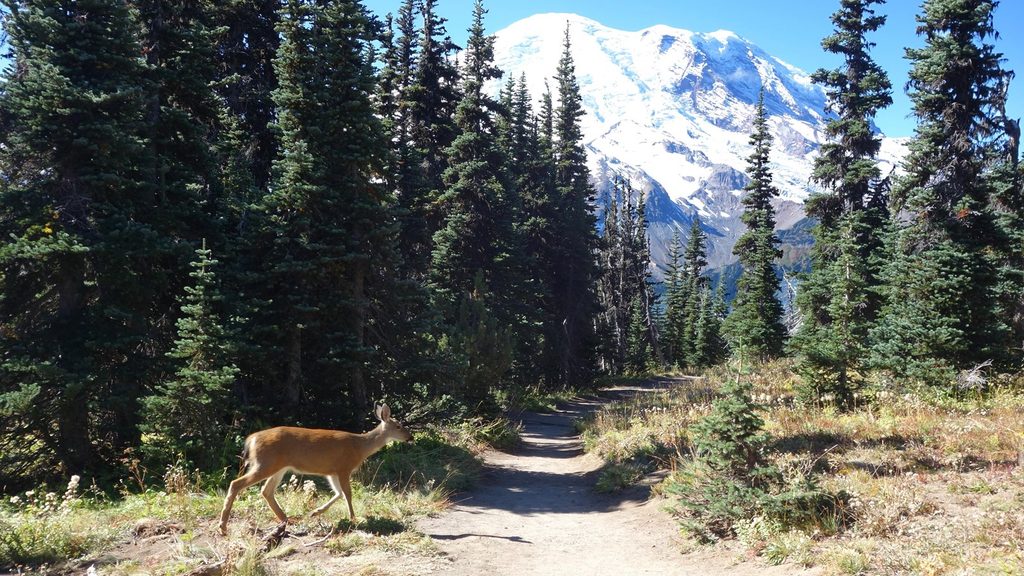 Emmons Vista Trail, Mount Rainier National Park