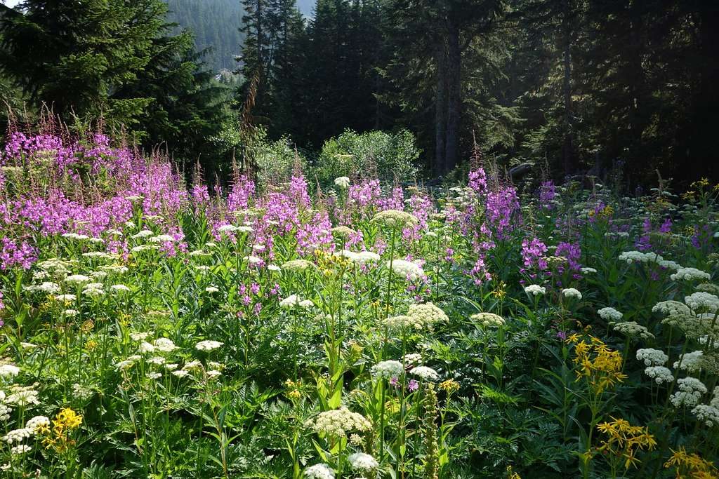 Spray Park Trail, Mount Rainier National Park