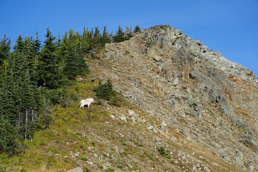 Sourdough Ridge Trail, Mount Rainier National Park