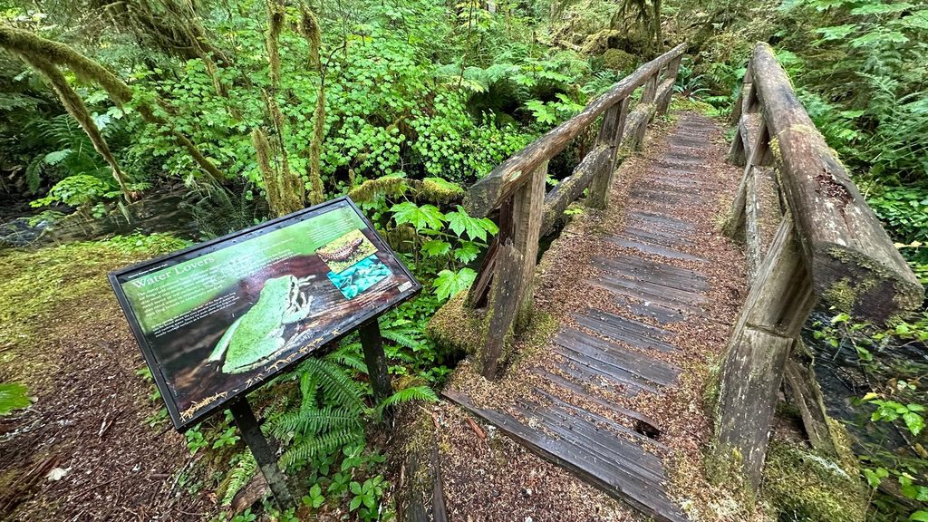 Rainforest Loop Trail, Mount Rainier National Park