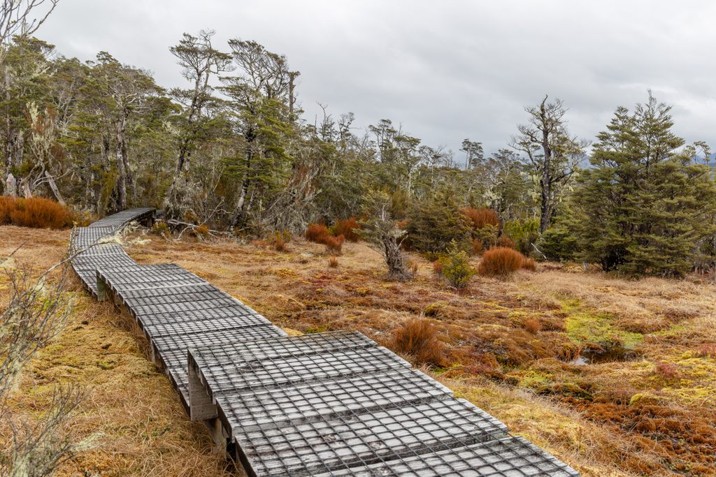 Speargrass Track, Nelson Lakes National Park