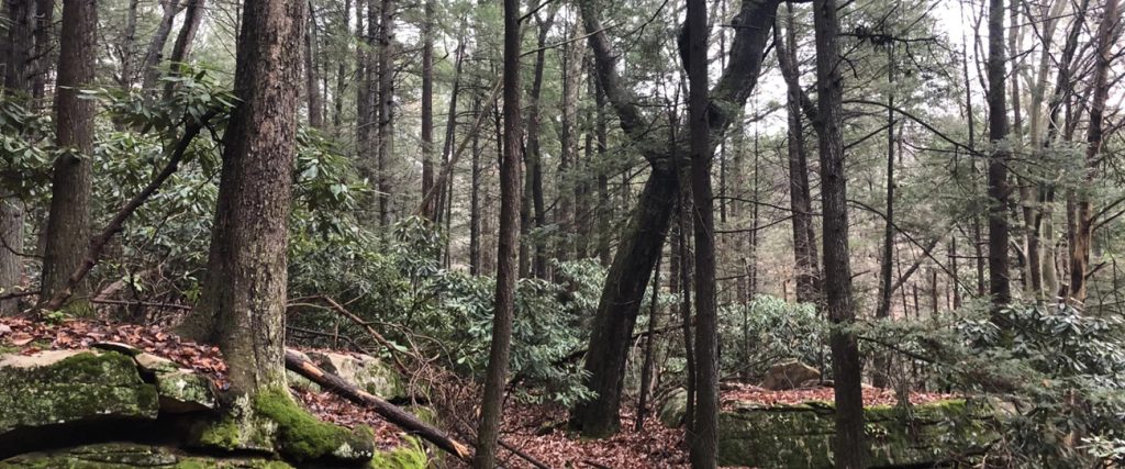 Burnwood Trail, New River Gorge National Park