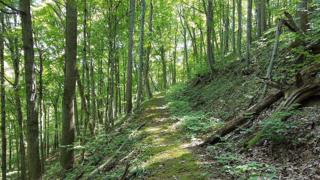 Gwinn Ridge Trail, New River Gorge National Park