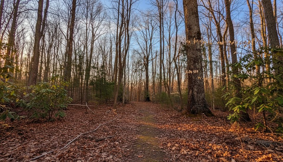 Big Buck Trail, New River Gorge National Park