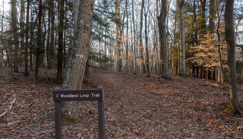 Woodland Loop Trail, New River Gorge National Park
