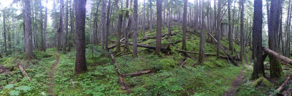 Fisher Creek Trail, North Cascades National Park