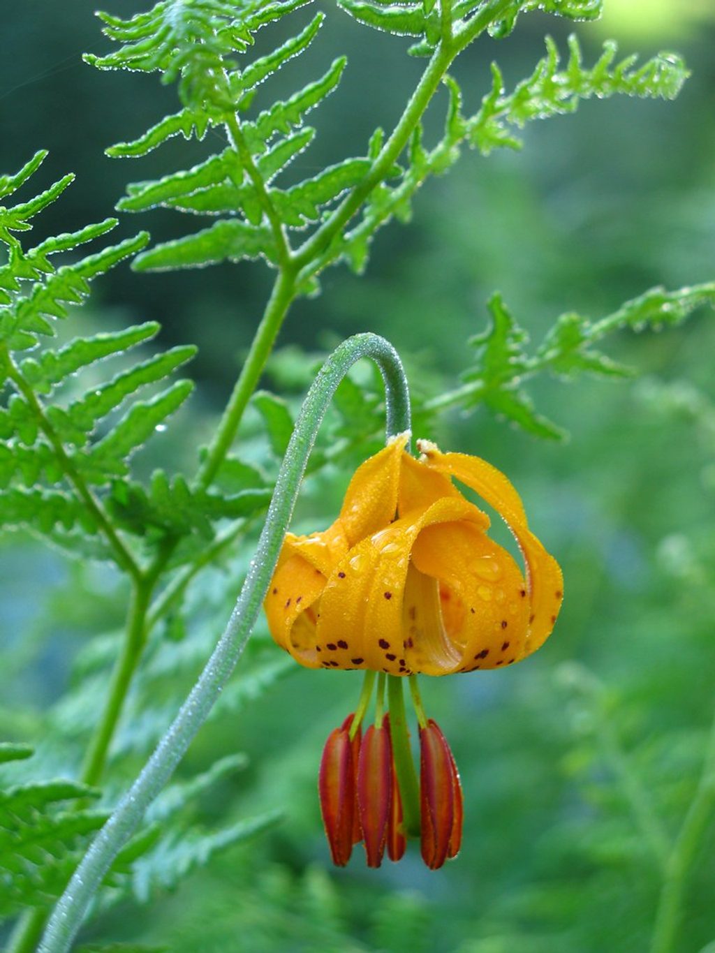 Hannegan Pass Trail, North Cascades National Park