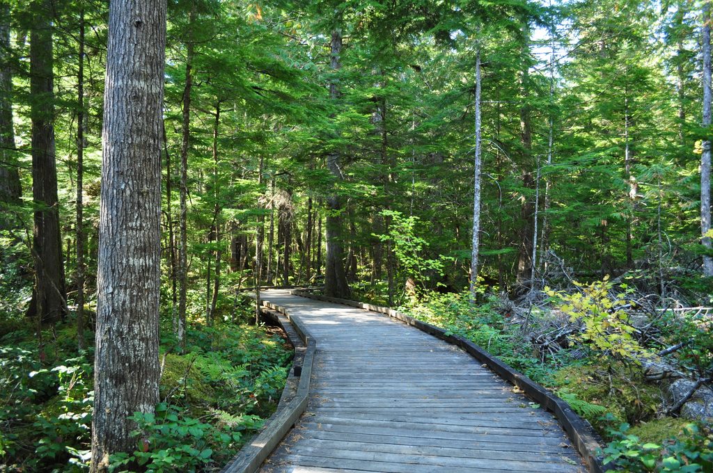 Sterling Munro Boardwalk, North Cascades National Park