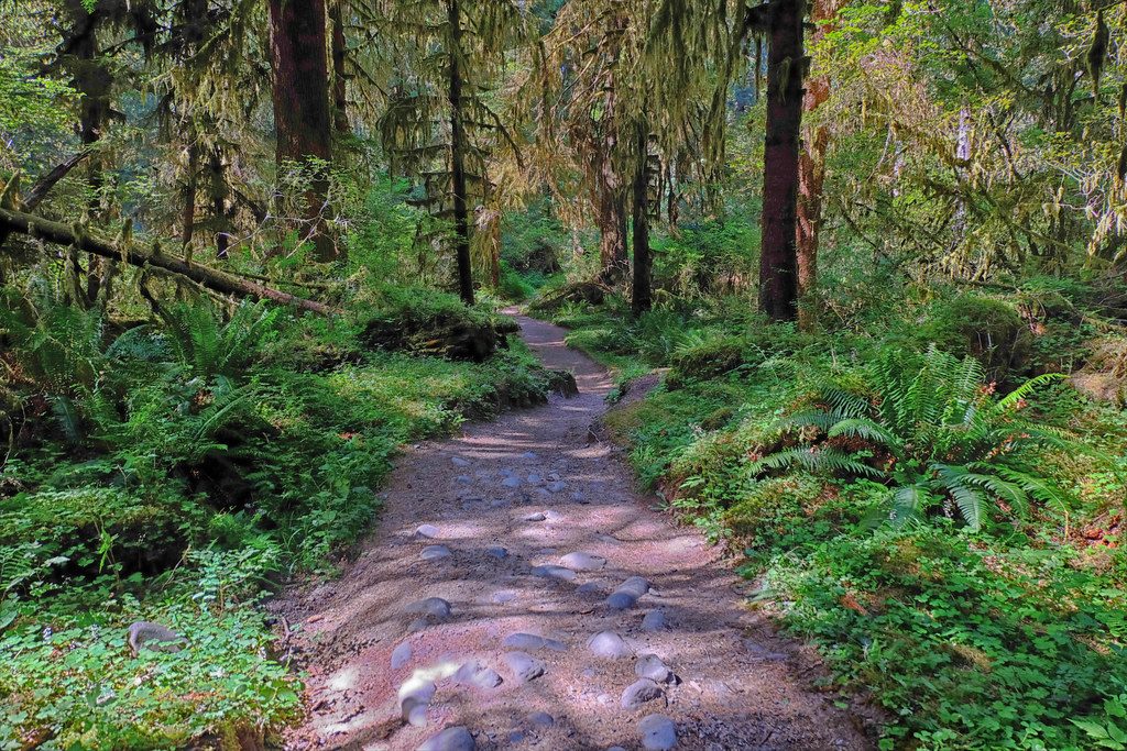 Hoh River Trail, Olympic National Park