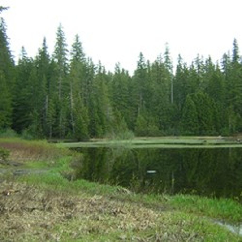 Mink Lake Trail, Olympic National Park