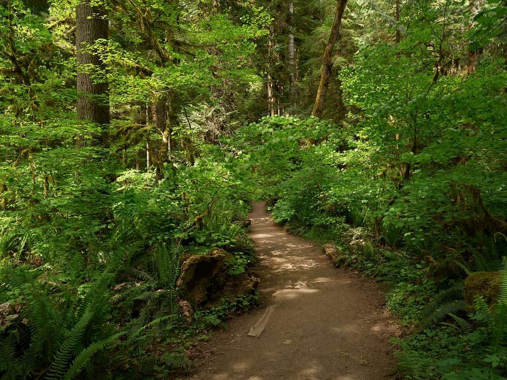 Marymere Falls Trail, Olympic National Park
