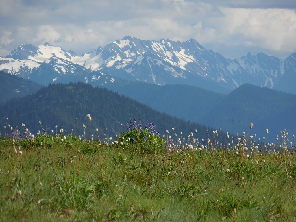 Meadow Loop Trail, Olympic National Park