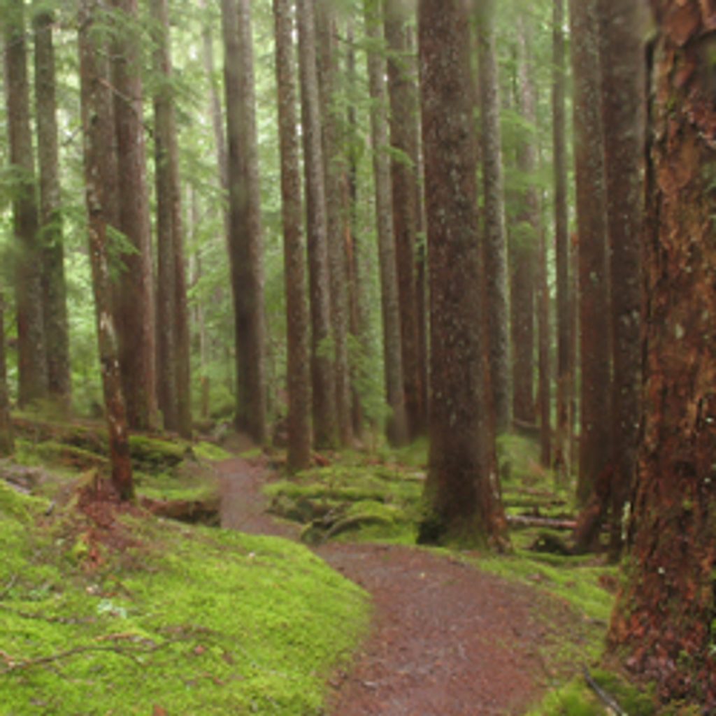Boulder Creek Trail to Olympic Hot Springs, Olympic National Park