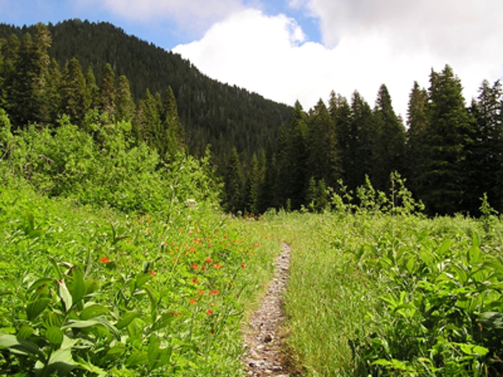 North Fork Quinault River Trail, Olympic National Park