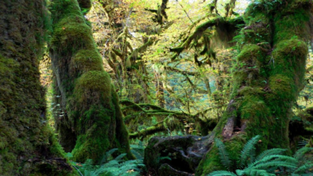 Irely Lake Trail, Olympic National Park