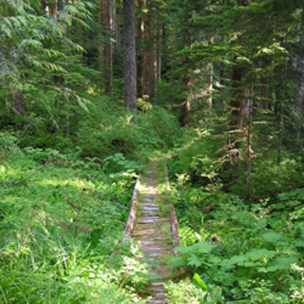 Bogachiel River Trail to Five Mile Camp, Olympic National Park