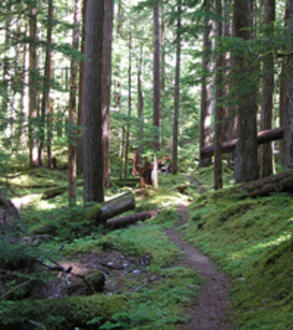 Elwha River Trail, Olympic National Park
