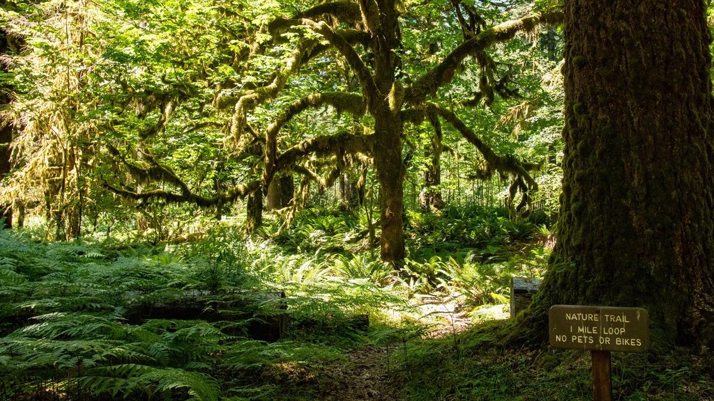 Graves Creek Nature Trail, Olympic National Park