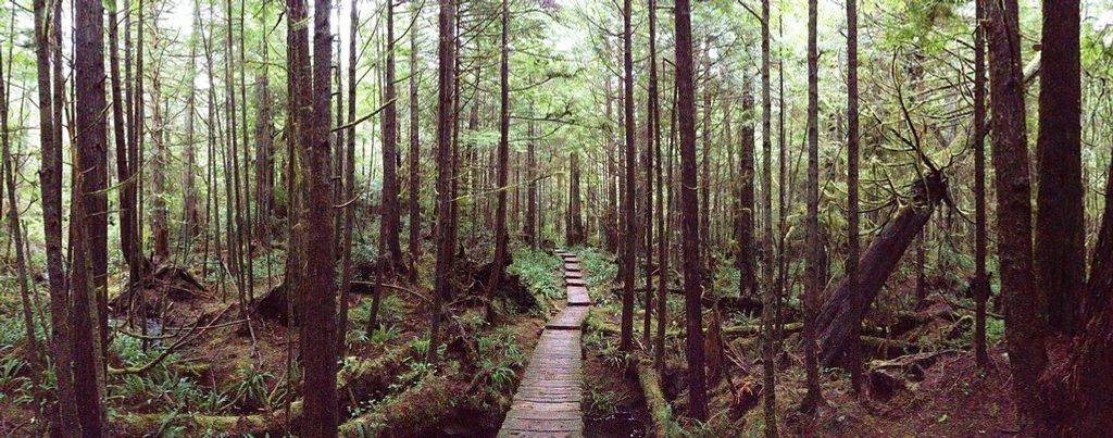 Cape Alava Trail, Olympic National Park