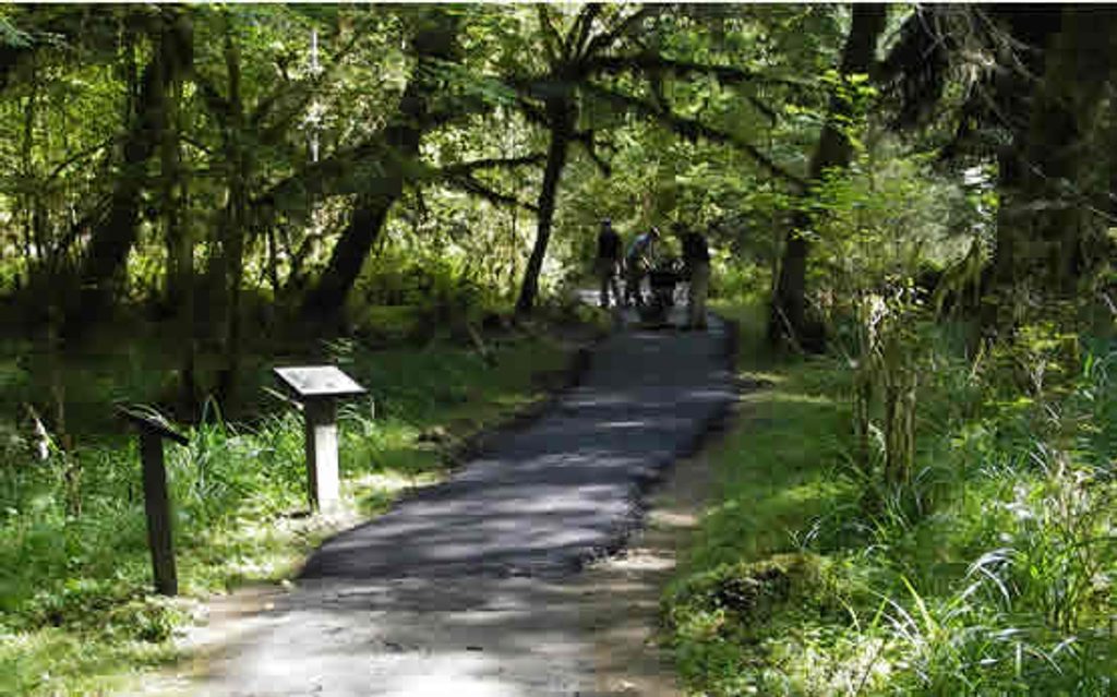 Mini Trail, Olympic National Park