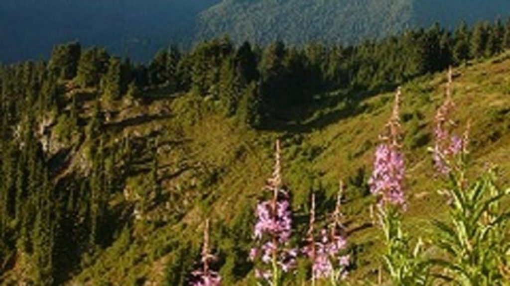 Cirque Rim Trail, Olympic National Park