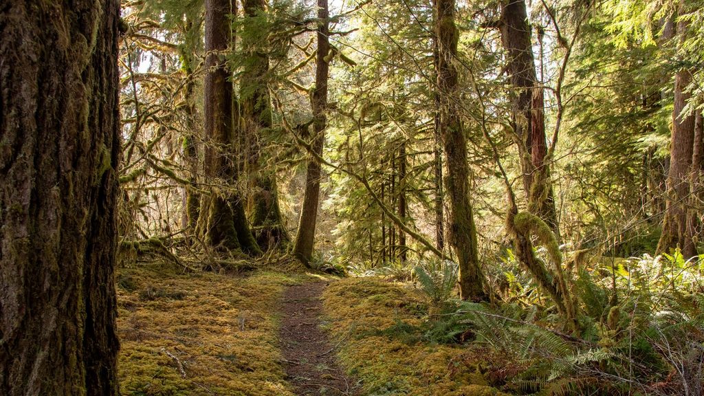Sams River Loop, Olympic National Park
