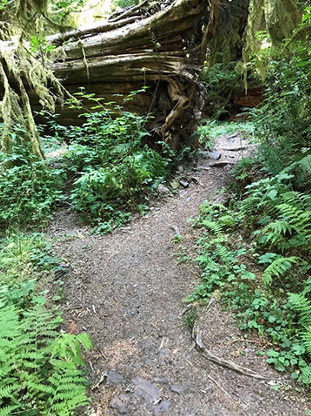 Shady Lane Trail, Olympic National Park