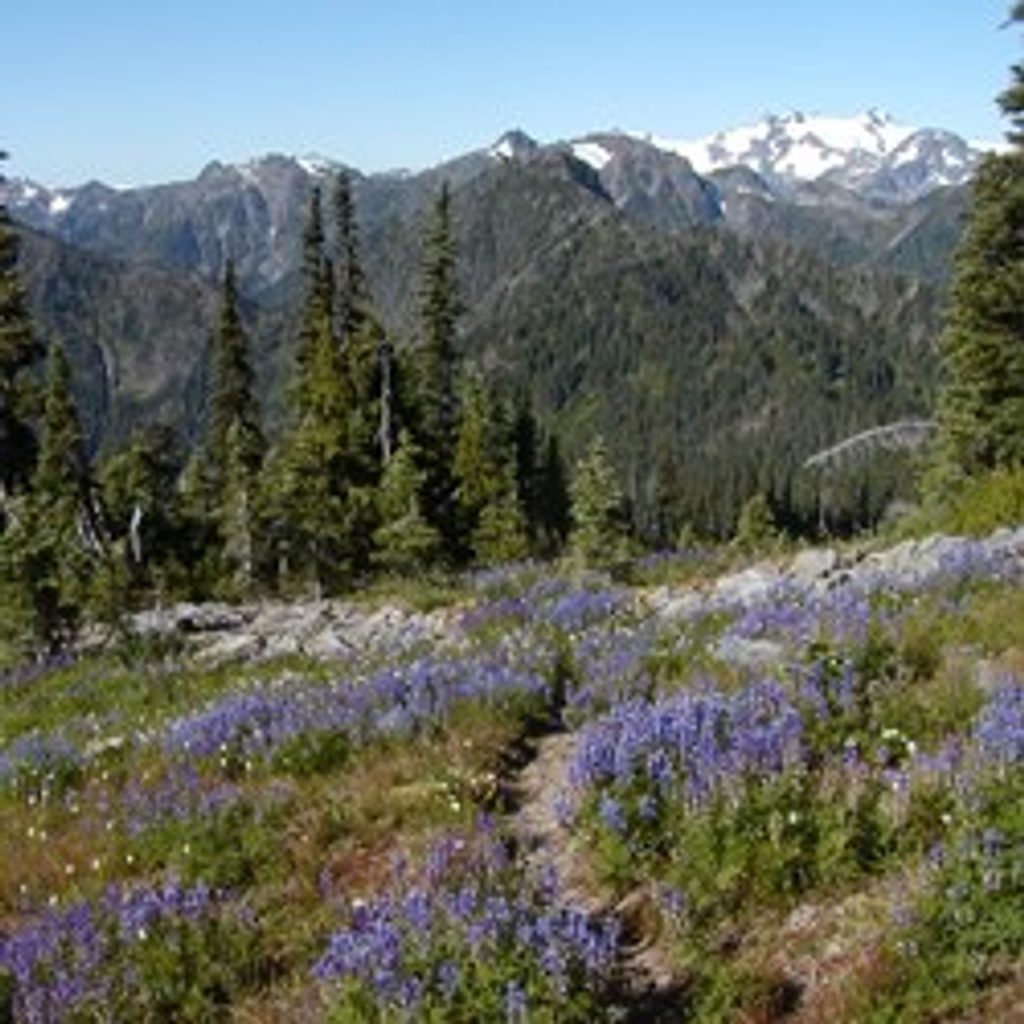 Long Ridge Trail, Olympic National Park