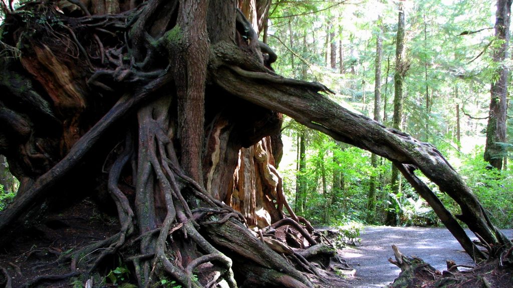 Kalaloch Big Cedar Nature Trail, Olympic National Park