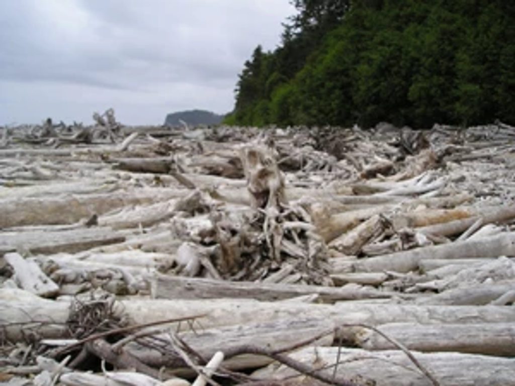 Oil City Trail, Olympic National Park