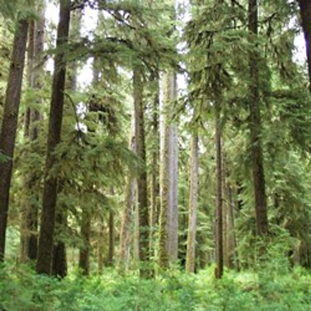 North Fork Sol Duc River Trail, Olympic National Park