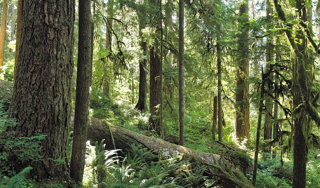 Three Lakes Trail, Olympic National Park