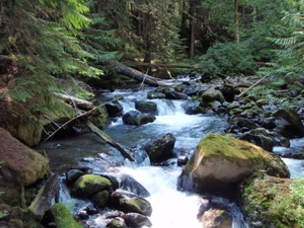 Gray Wolf River Trail, Olympic National Park