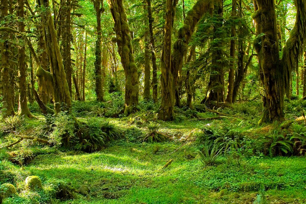 Maple Glade Nature Trail, Olympic National Park